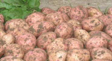 Popis odrůdy brambor ilyinsky, její vlastnosti a výnos